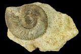 Bathonian Ammonite (Ebrayiceras) Fossil - France #152728-1